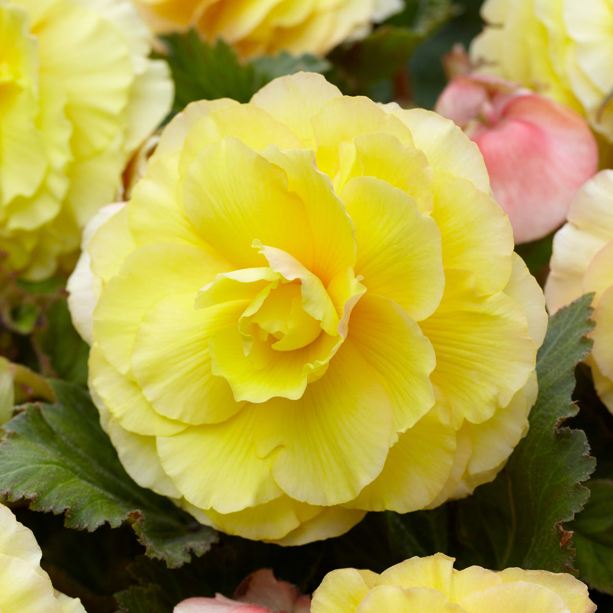 Dubbelbloemige begonia - geel (x5) - Willemse