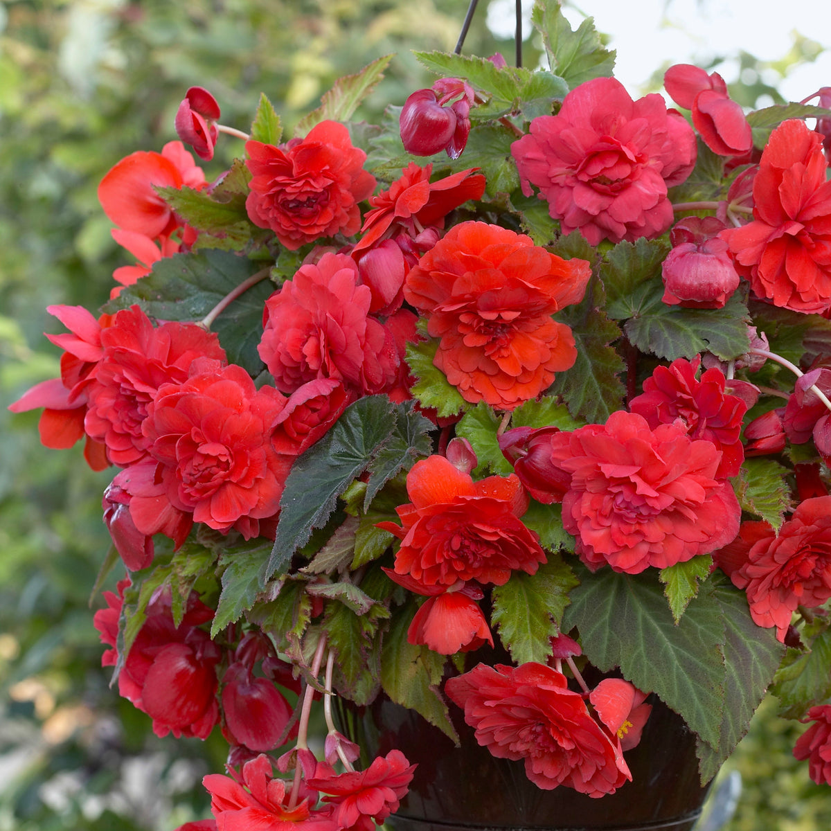 Begonia 'Red Glory' (x5) - Begonia odorata red glory