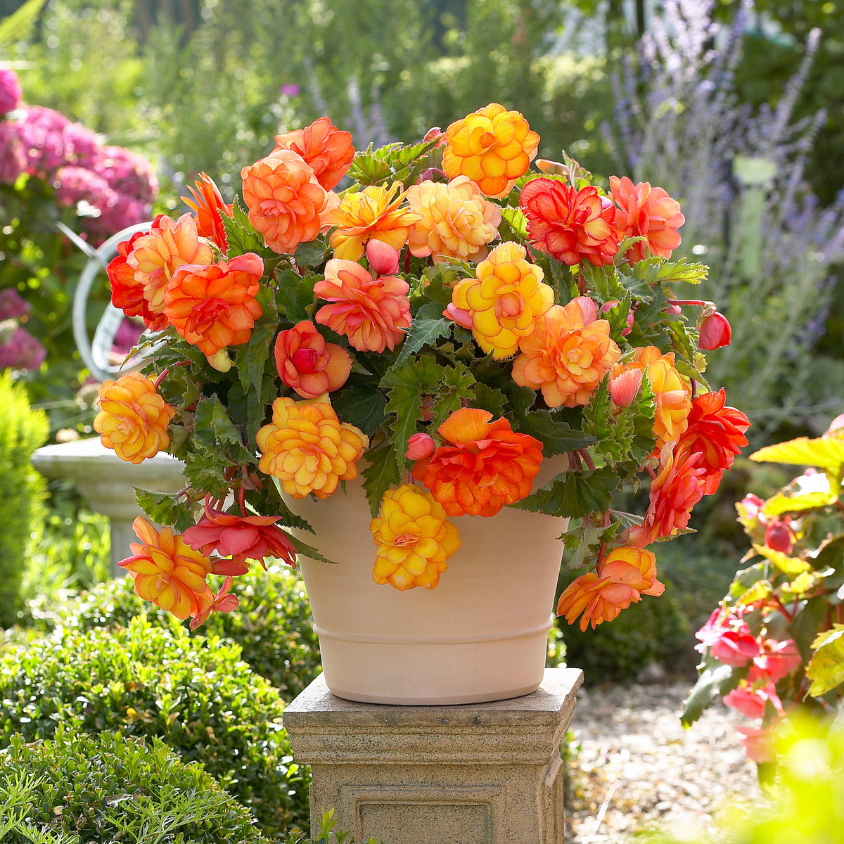 Hangbegonia 'Golden Balcony' (x5) - Begonia golden balcony