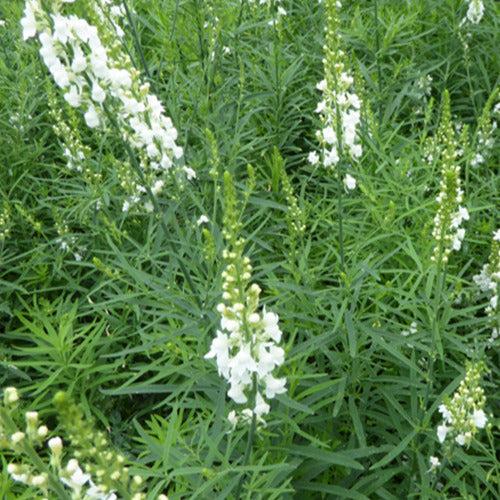 Vlasleeuwenbek Springside White - Linaria purpurea springside white - Willemse
