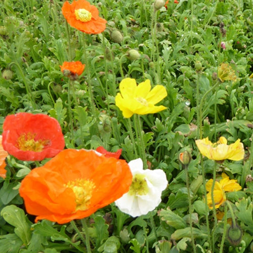 Ijslandse papaver Gartenzwerg - Willemse