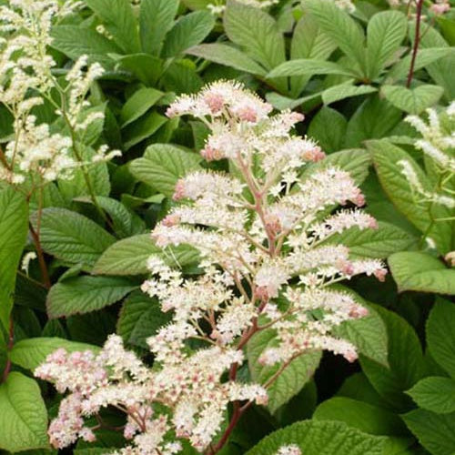 Kastanjebladige astilbe - Rodgersia aesculifolia - Willemse