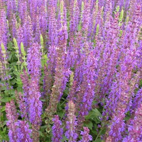 Siersalie Ostfriesland - Salvia nemorosa ostfriesland - Willemse