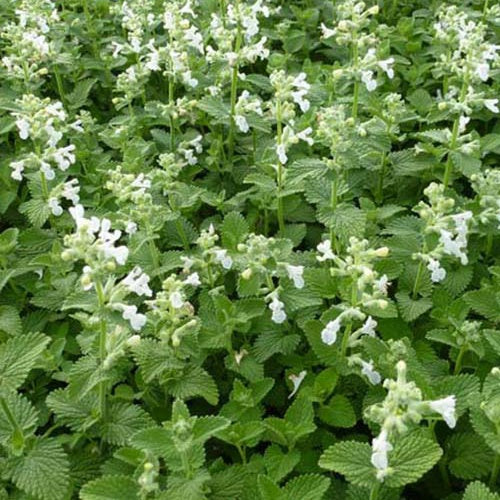 Kattenkruid Snowflake - Nepeta racemosa snowflake - Willemse