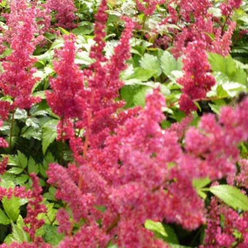 Pluimspirea Fanal - Willemse