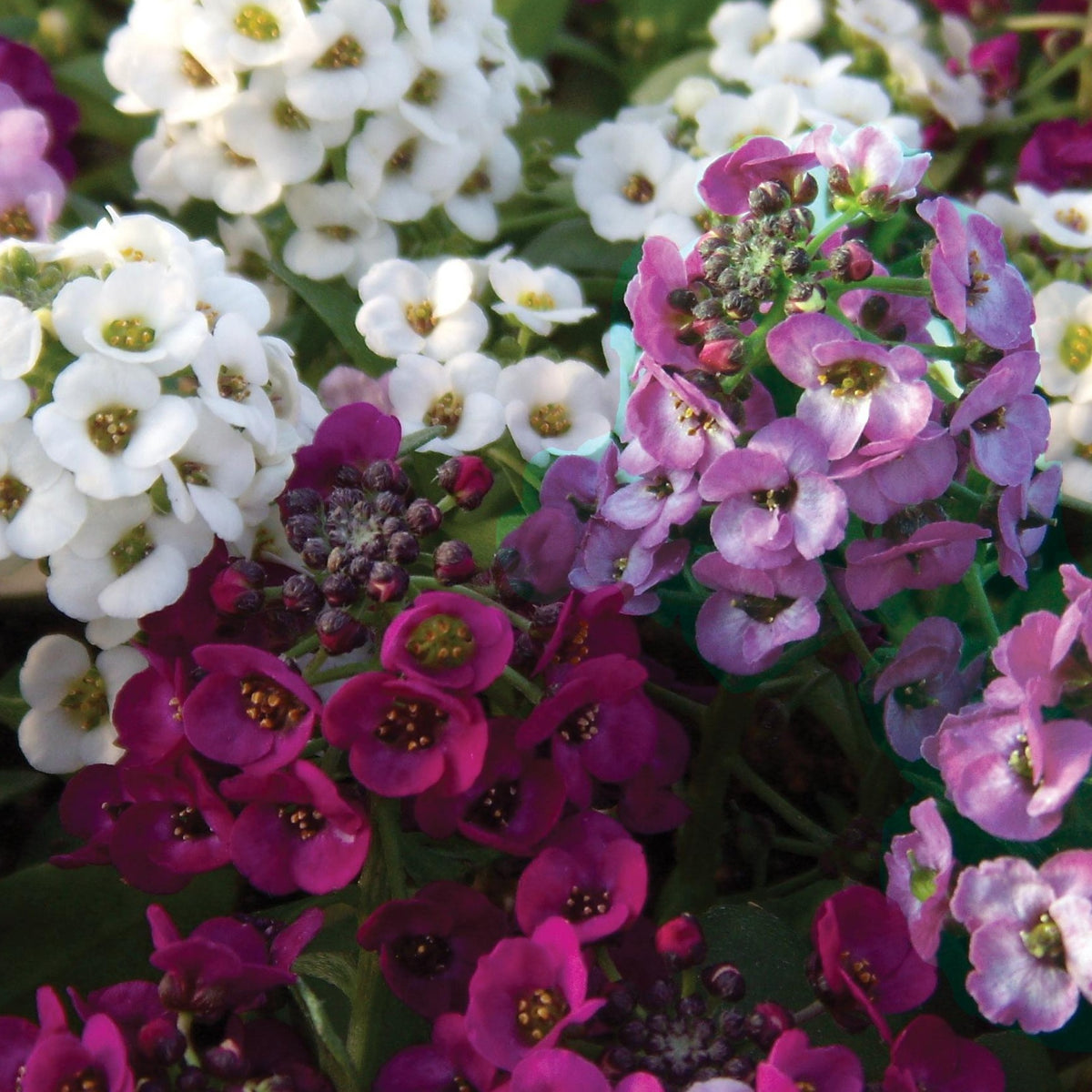 Sneeuwkleed (x3) - Lobularia Easy Breezy Mix - Willemse