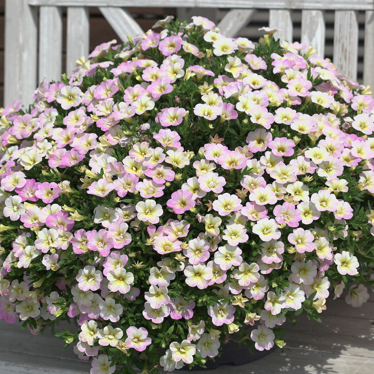 Gevulde Mini Petunia pastelkleur (x3) - Willemse