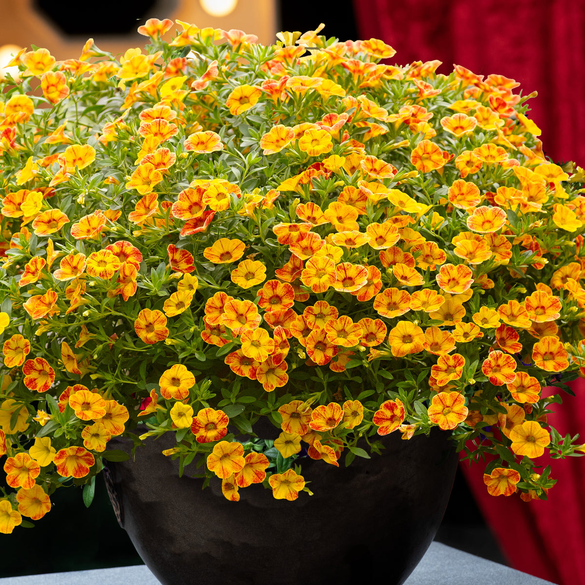 Mini Petunia geel-oranje(x2) - Willemse
