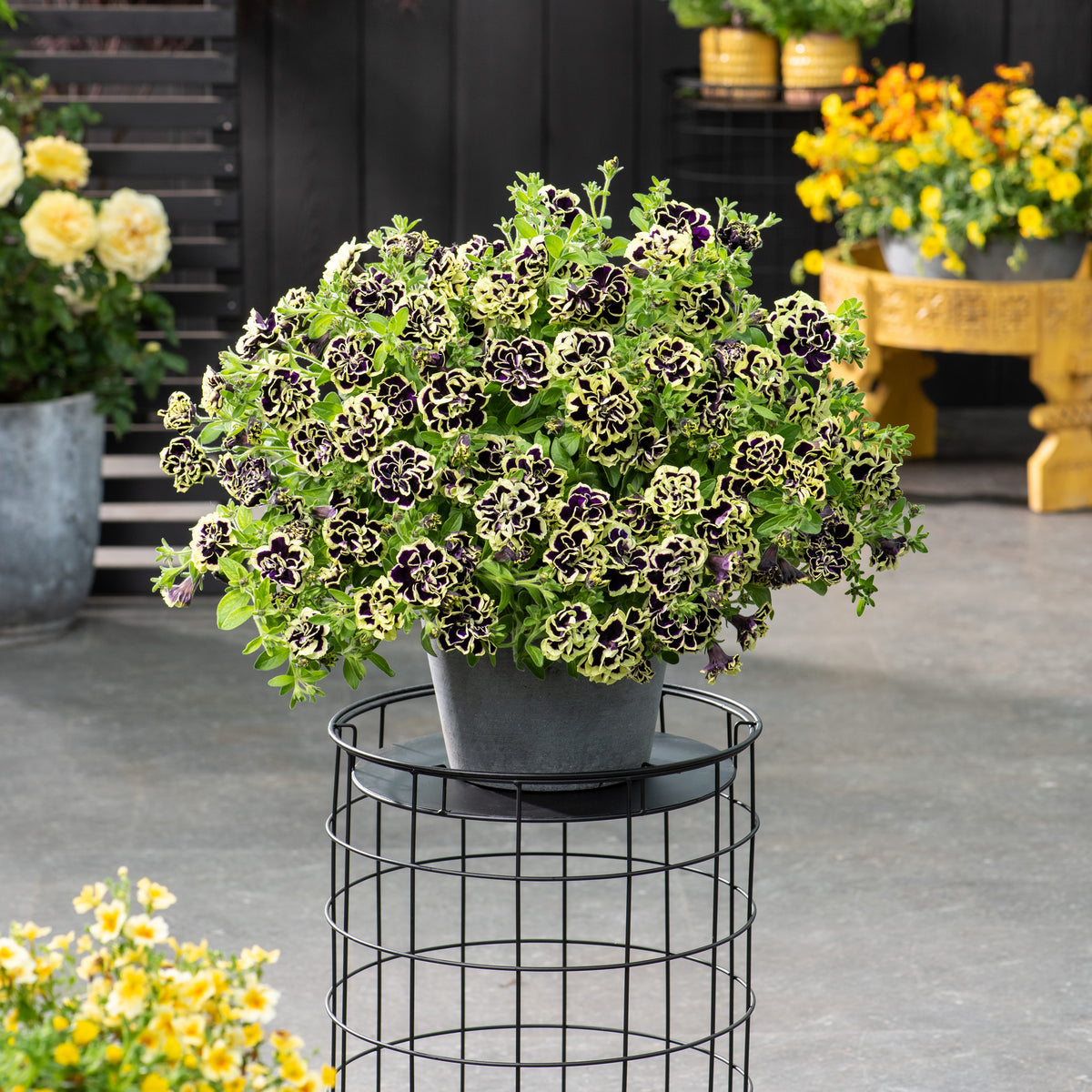 Gevulde Petunia zwart-geel(x2) - Willemse