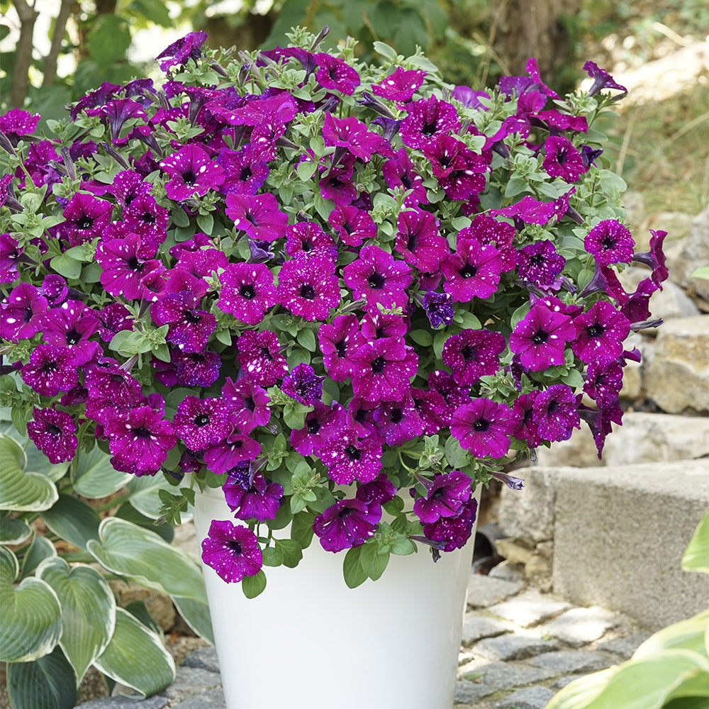 Petunia 'Royal Sky' (x3) - Petunia royal sky