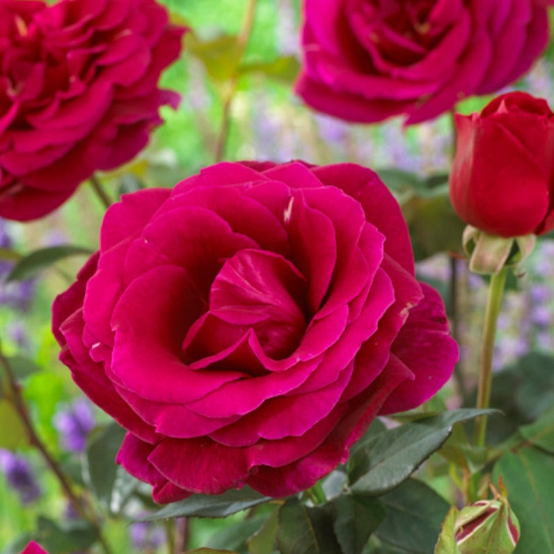 Roos 'Oklahoma' - Willemse