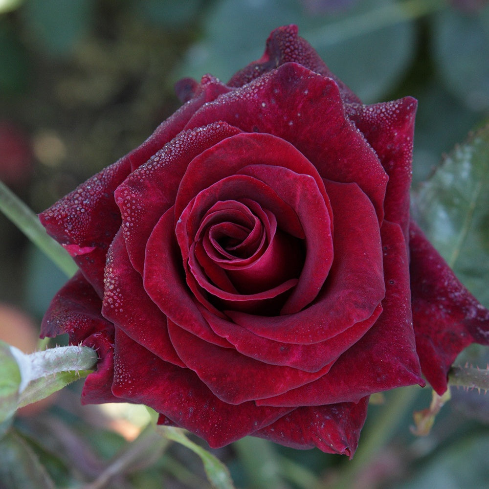 Rosa Black Baccara ® - Roos 'Black Baccara'® - Rozen