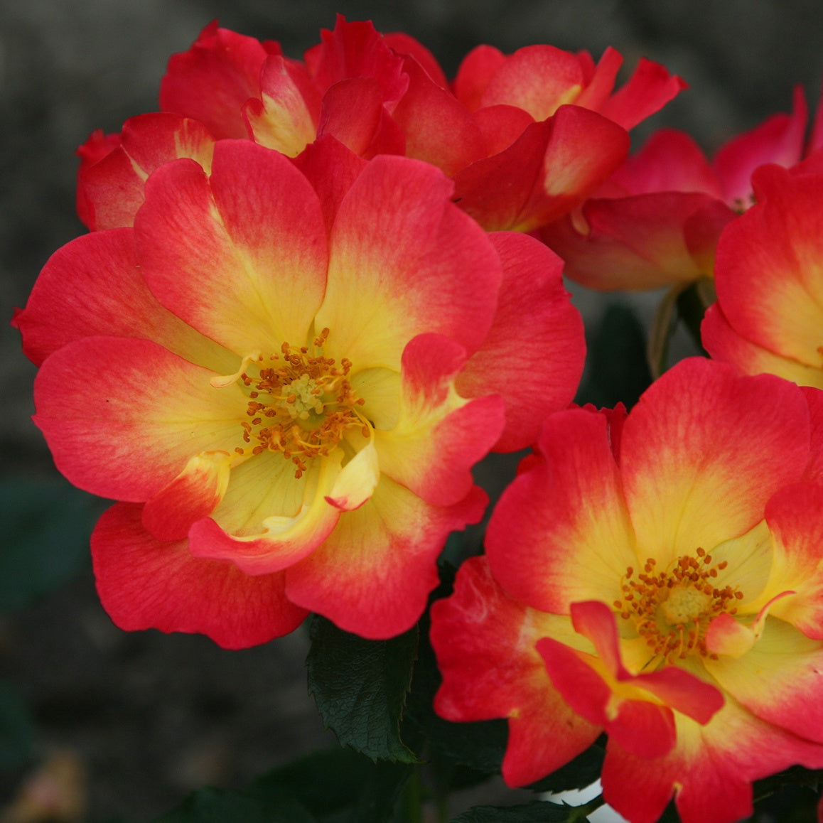Roos 'Summer of Love'® - Rosa Summer of Love® - Willemse