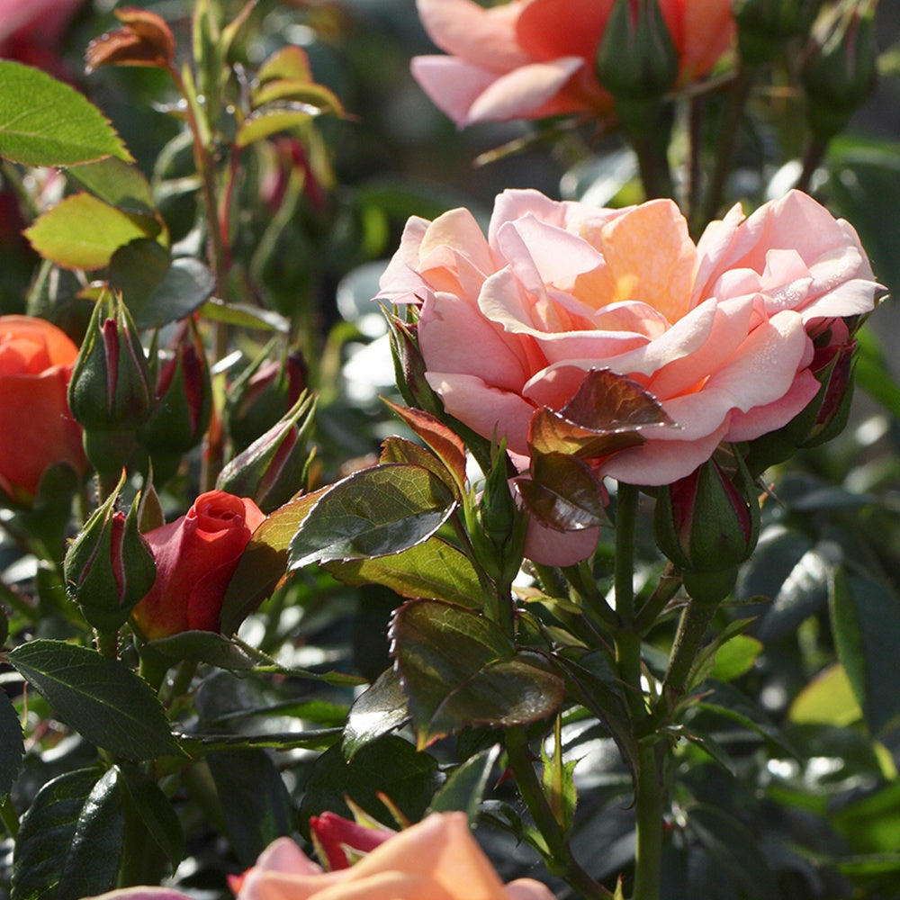 Roos 'Aprikola'® - Willemse