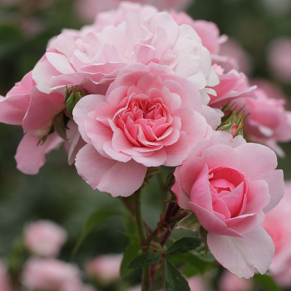 Rosa Bonica 82 ® - Roos 'Bonica 82'® - Geurende rozen