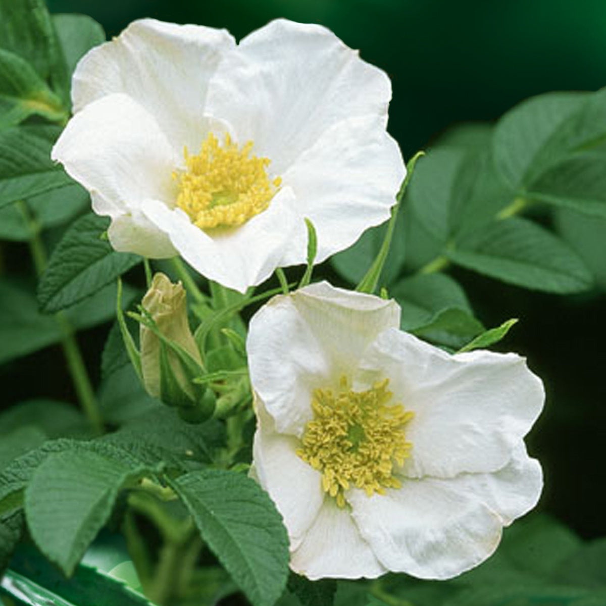 Rosa rugosa alba - Wilde roos 'Alba, Japanse roos - Rozen