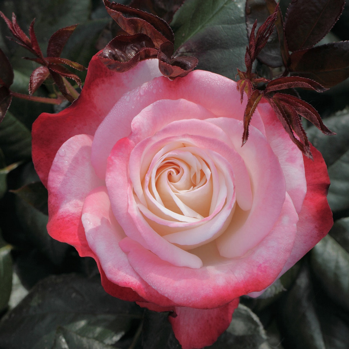 Grootbloemige roos 'Nostalgie' - Rosa nostalgie ® - Grootbloemige rozen