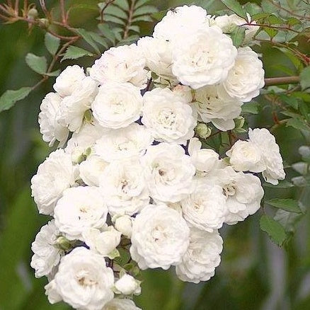 Roos 'Crystal Fairy' - Rosa crystal fairy ® - Bodembedekkende rozen
