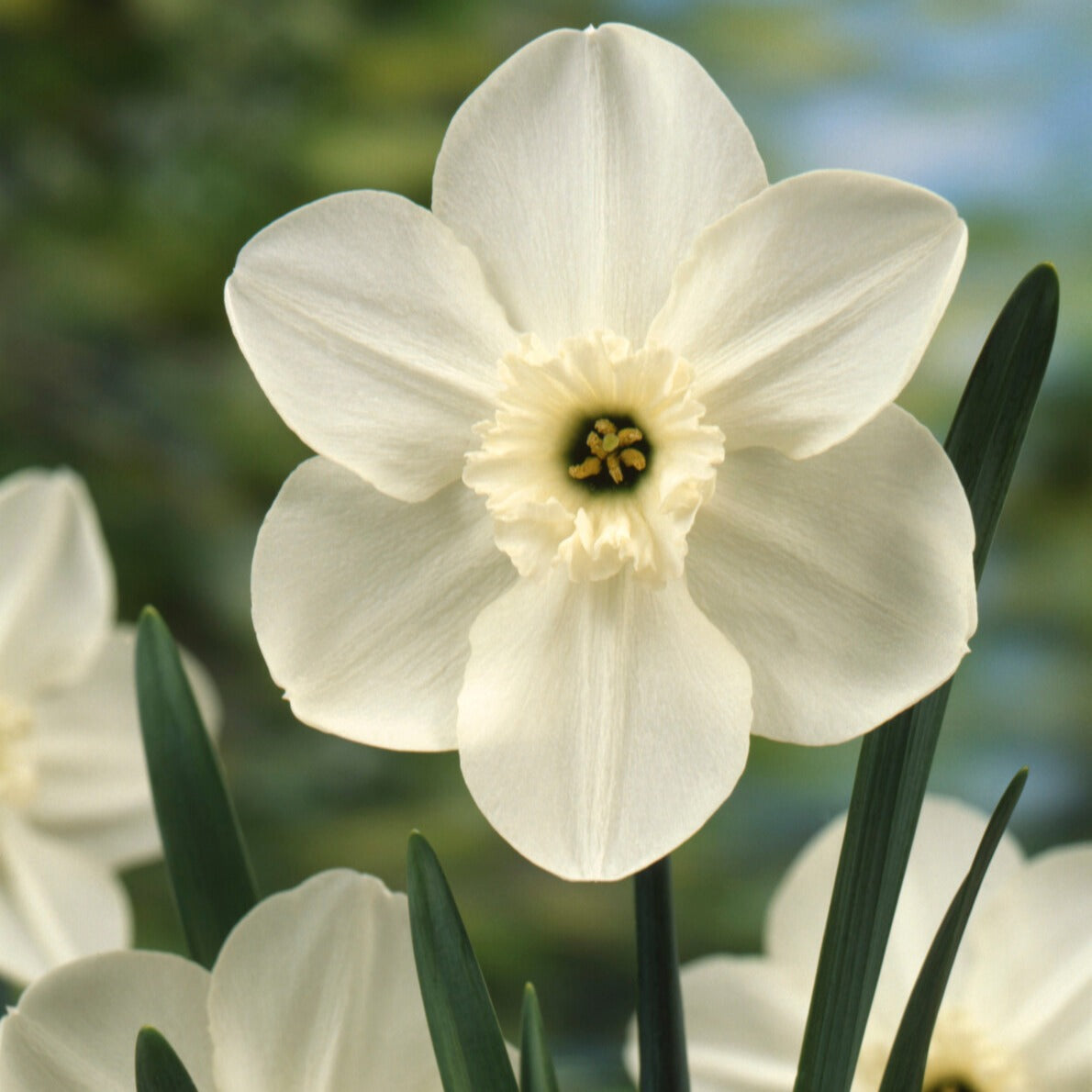 Mini-narcissen Princess Zaide (x5) - Willemse