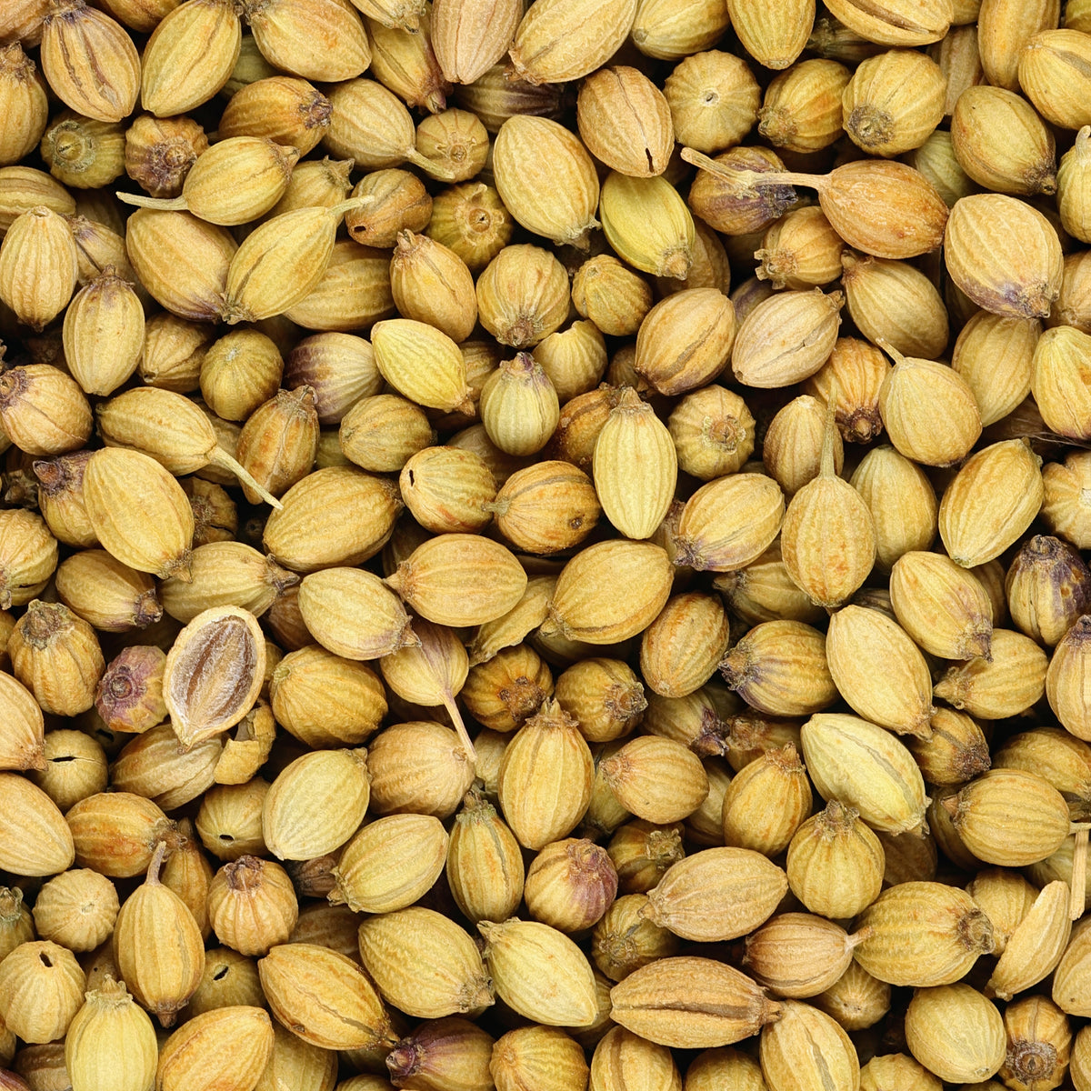 Korianderzaden - Coriandrum sativum - Willemse