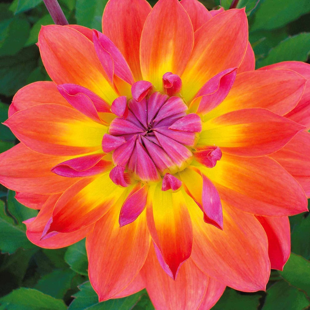 Dahlia tricolore - Dahlia 'Tricolore' (x3) - Dahlia