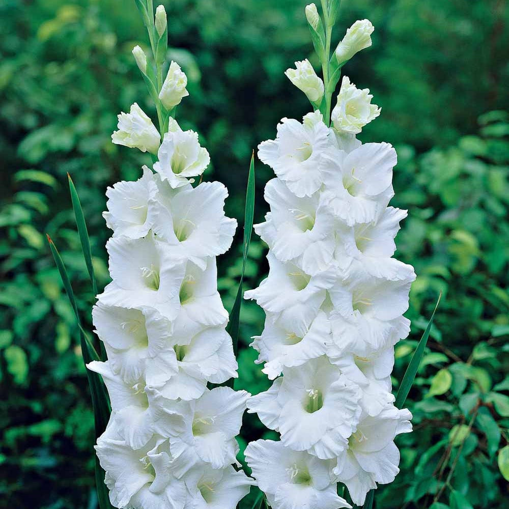 Gladiool 'White Prosperity' (x25) - Gladiolus white prosperity - Willemse