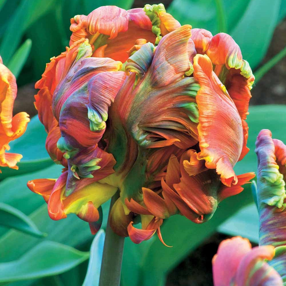 Parkiet Tulpen Blumex (x6) - Willemse