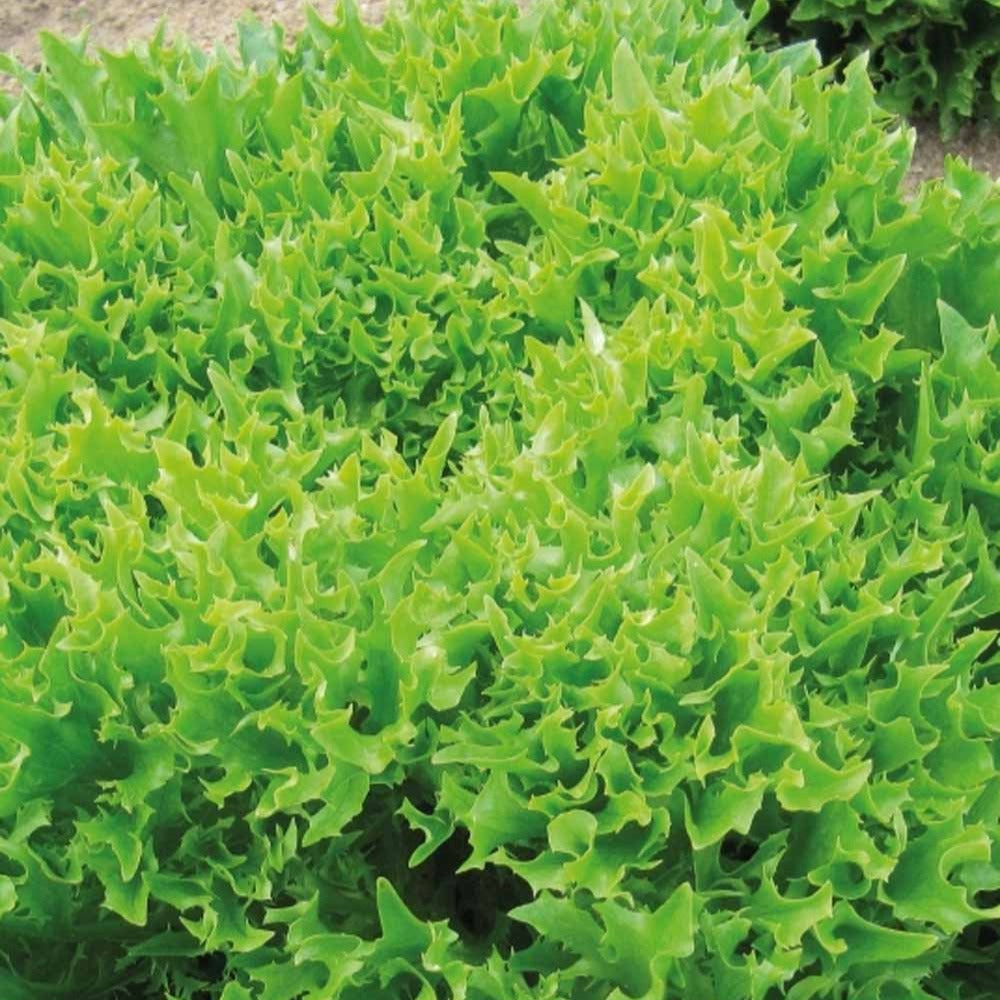 IJsbergsla Batavia Eazyleaf Skilton - Lactuca sativa Eazyleaf Skilton - Willemse
