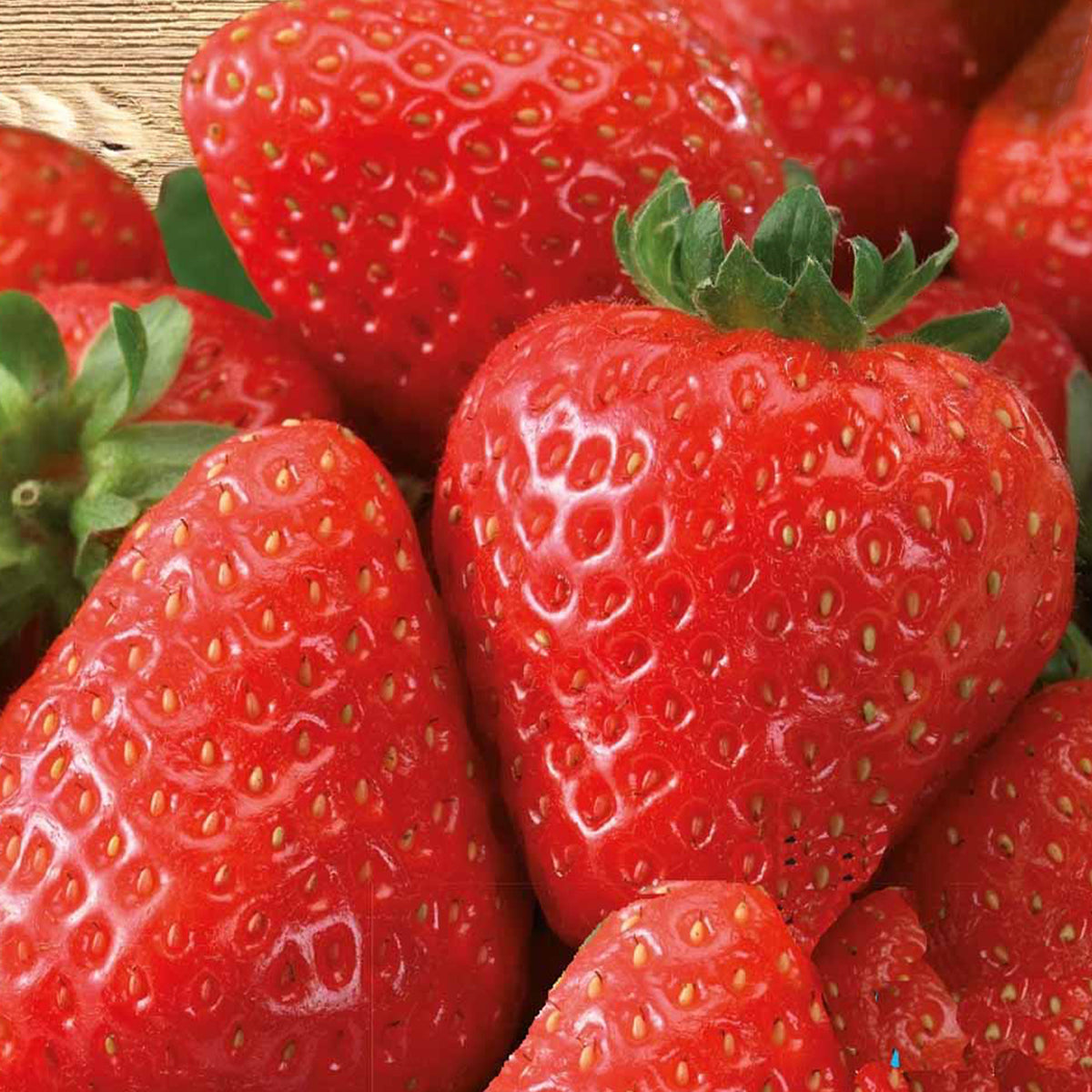 Aardbei 'Grandian F1' - Fragaria x ananassa grandian f1 - Willemse