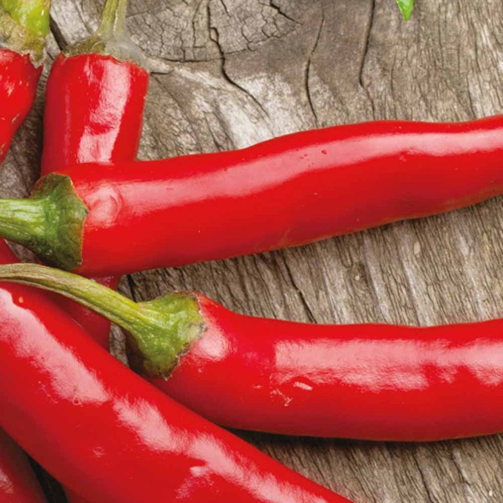 Peper Westlandse lange rode Bio - Capsicum annuum westlandse lange rode - Willemse