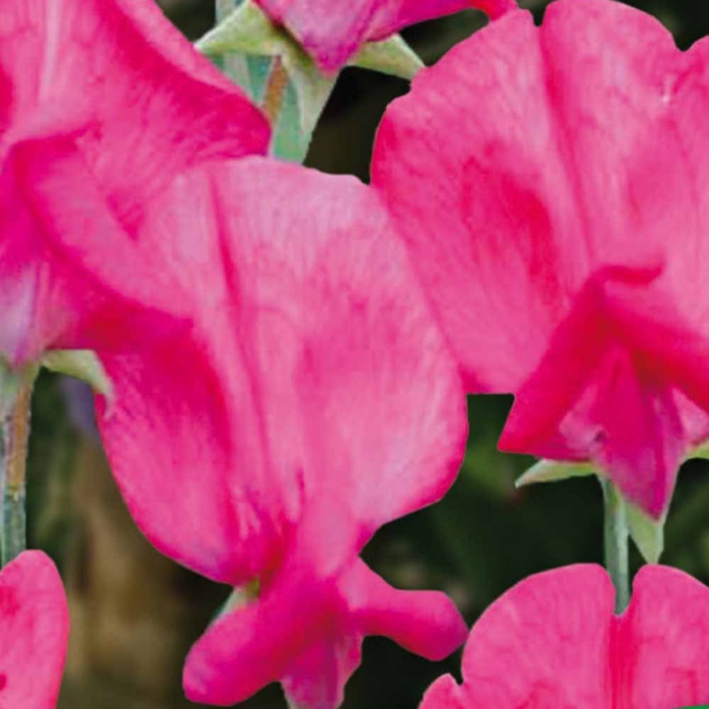 Lathyrus Reukerwt King Edward the th - Lathyrus odoratus grandiflorus king edward the 7th 1903 - Willemse
