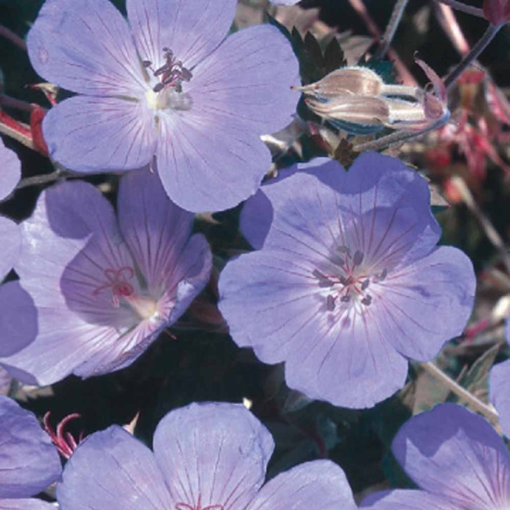 Beemdooievaarsbek - Blauw - Geranium pratense - Willemse