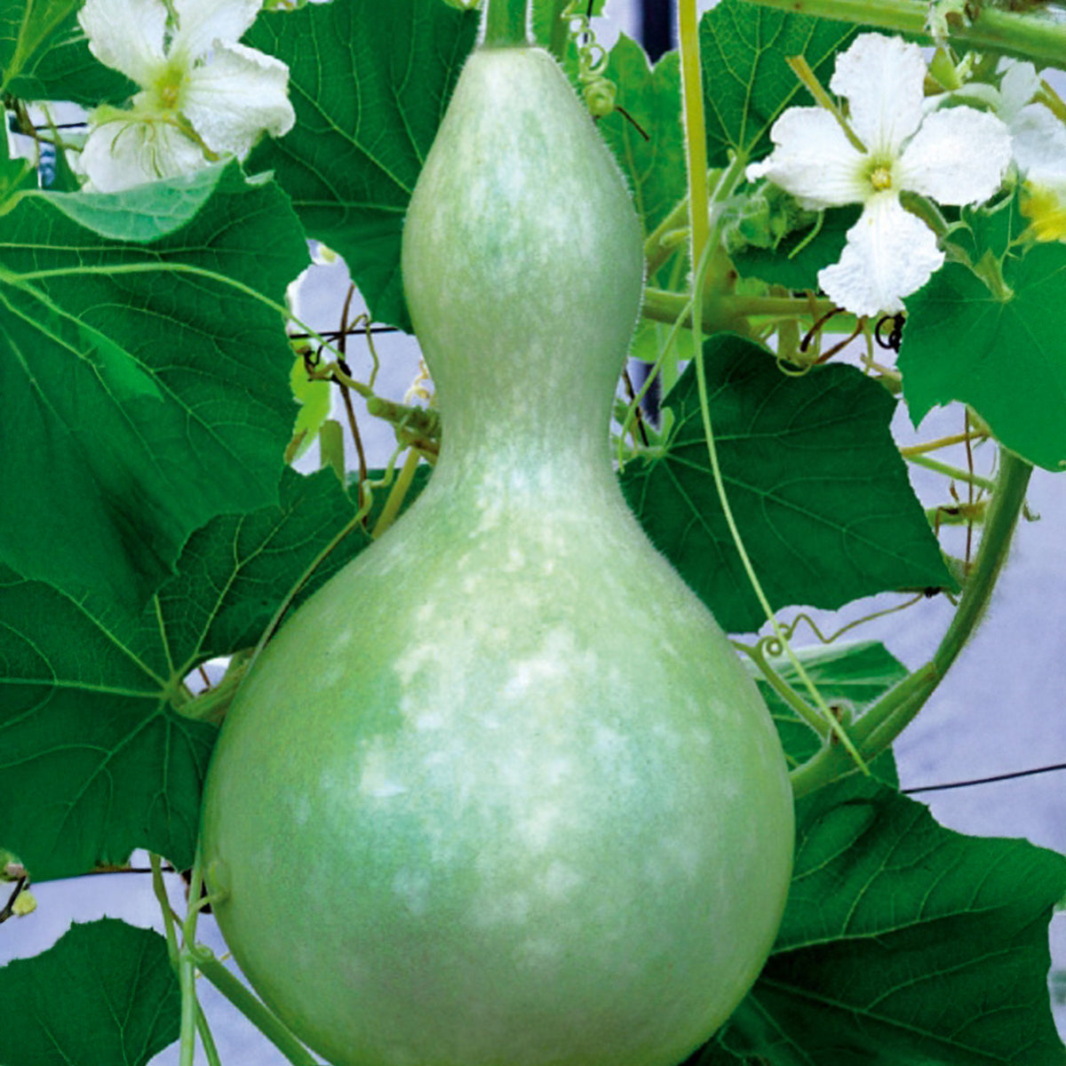 Flessenplant Cucurbita lagenaria - Cucurbita siceraria gourde bouteille - Willemse