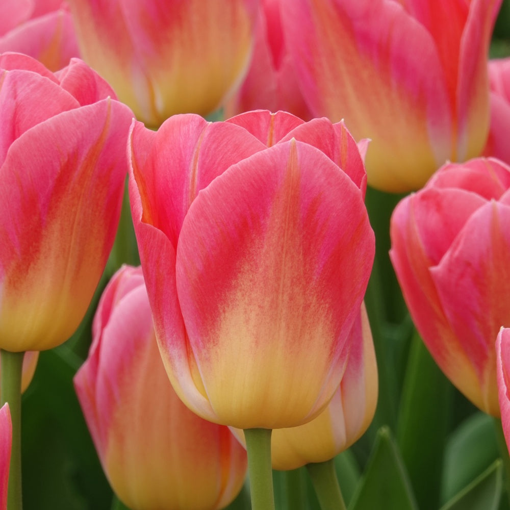 Tulpen Triomphe Tom Pouce - Willemse