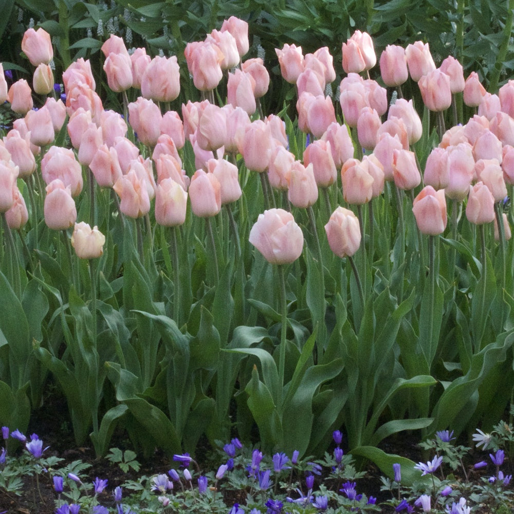 Tulpen Triomphe Apricot Beauty - Tulipa 'apricot beauty' - Willemse