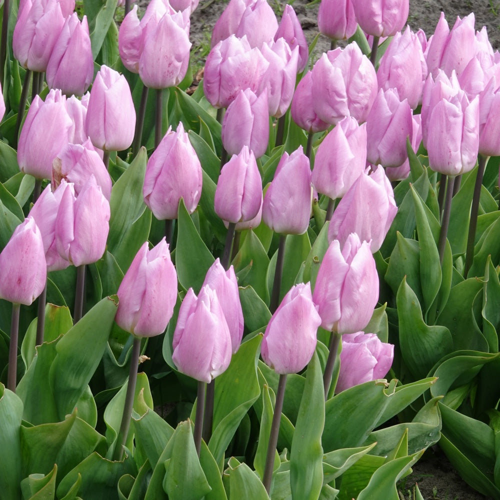 Tulpen Triomphe Candy Prince - Willemse
