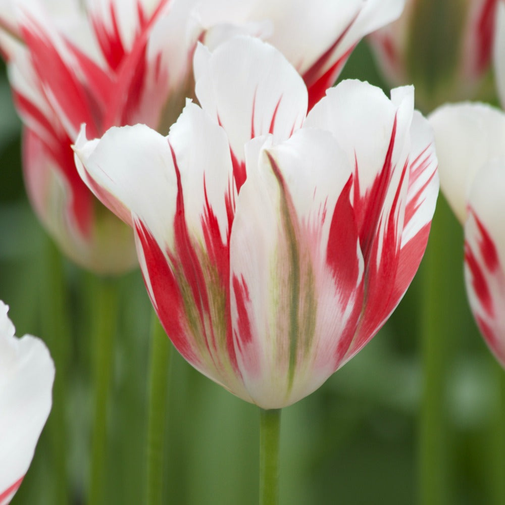 Tulpen Viridiflora Flaming spring green - Tulipa 'flaming spring green' - Willemse