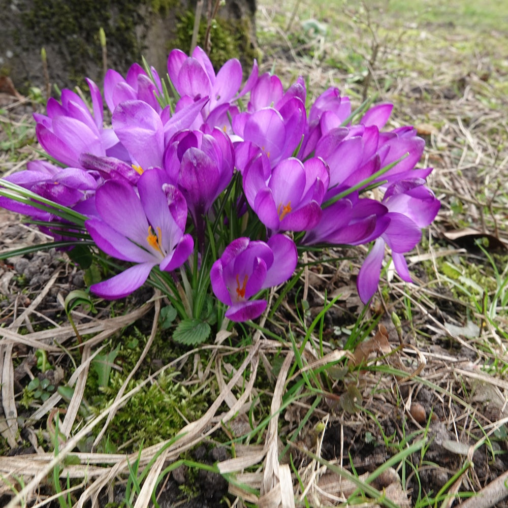 Hybride Crocussen Ruby Giant - Crocus 'ruby giant' - Willemse