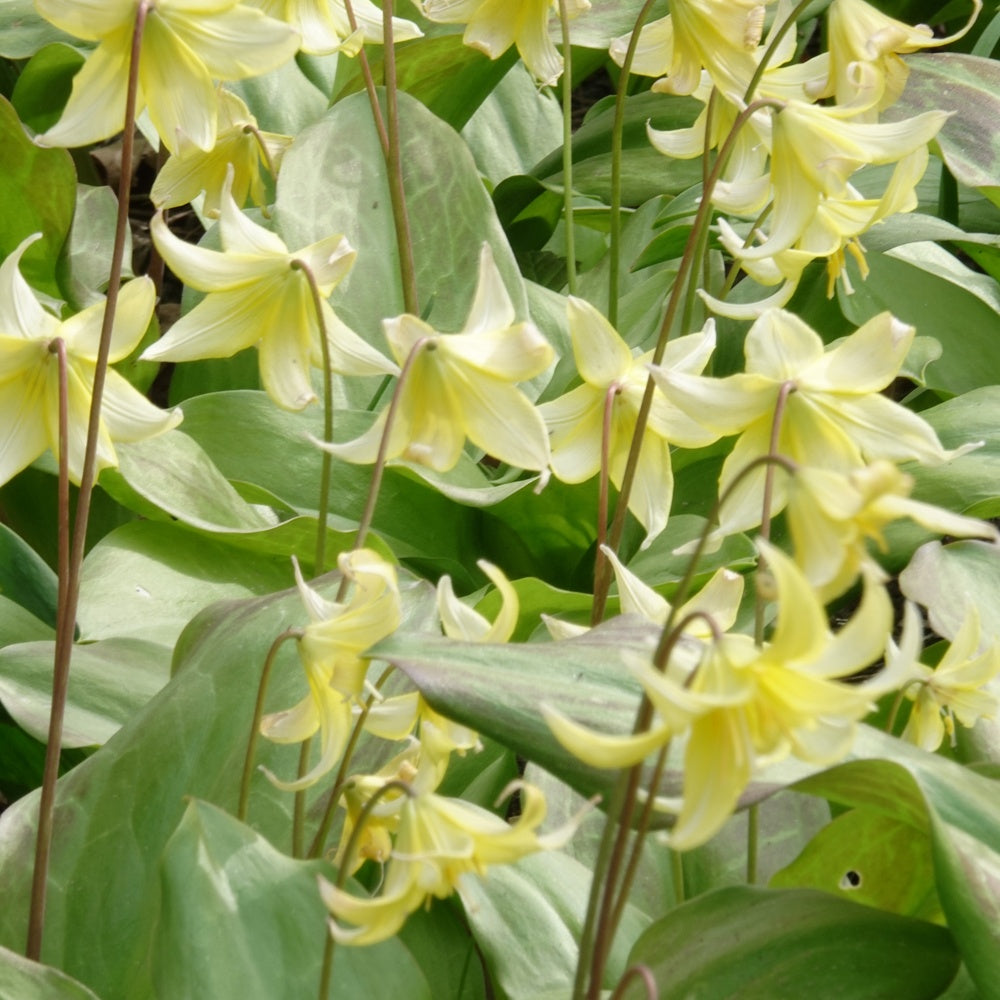 Pagode erythronium - Willemse