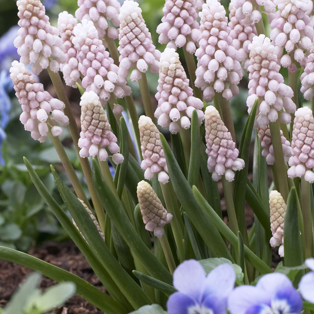 Roze Muscari Pink Sunrise - Willemse