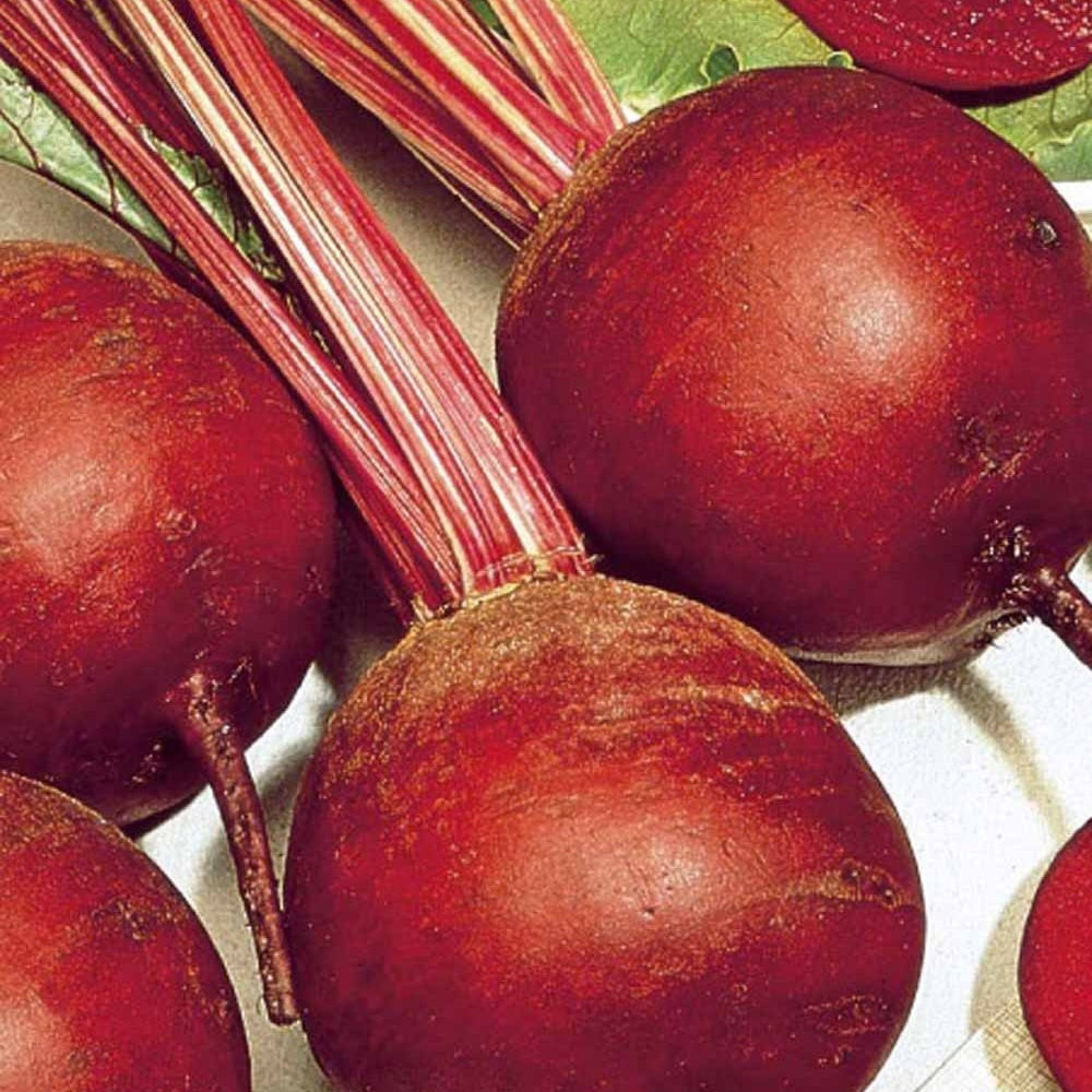 Bieten 'Kogel 2' - Beta vulgaris kogel 2 - Zaden