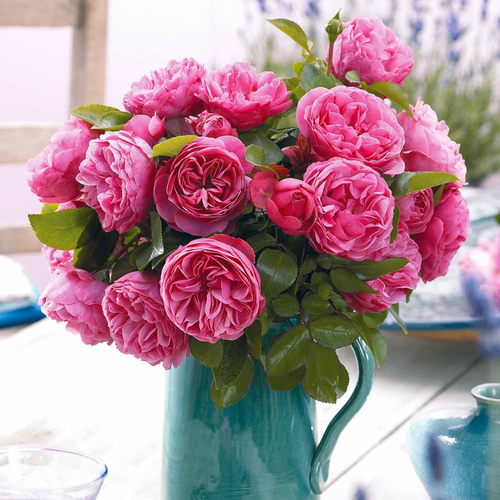 Rozen - Naakte wortels - Trosroos 'Leonardo da Vinci' - Rosa floribunda Leonardo Da Vinci ® Meideauri