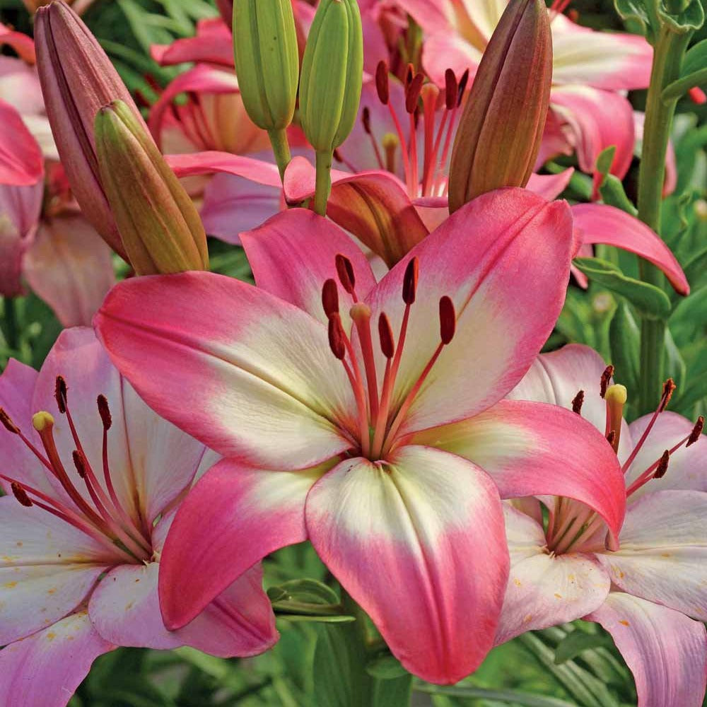 Lilium 'levi' - Asiatische lelie 'Levi' - Lelie