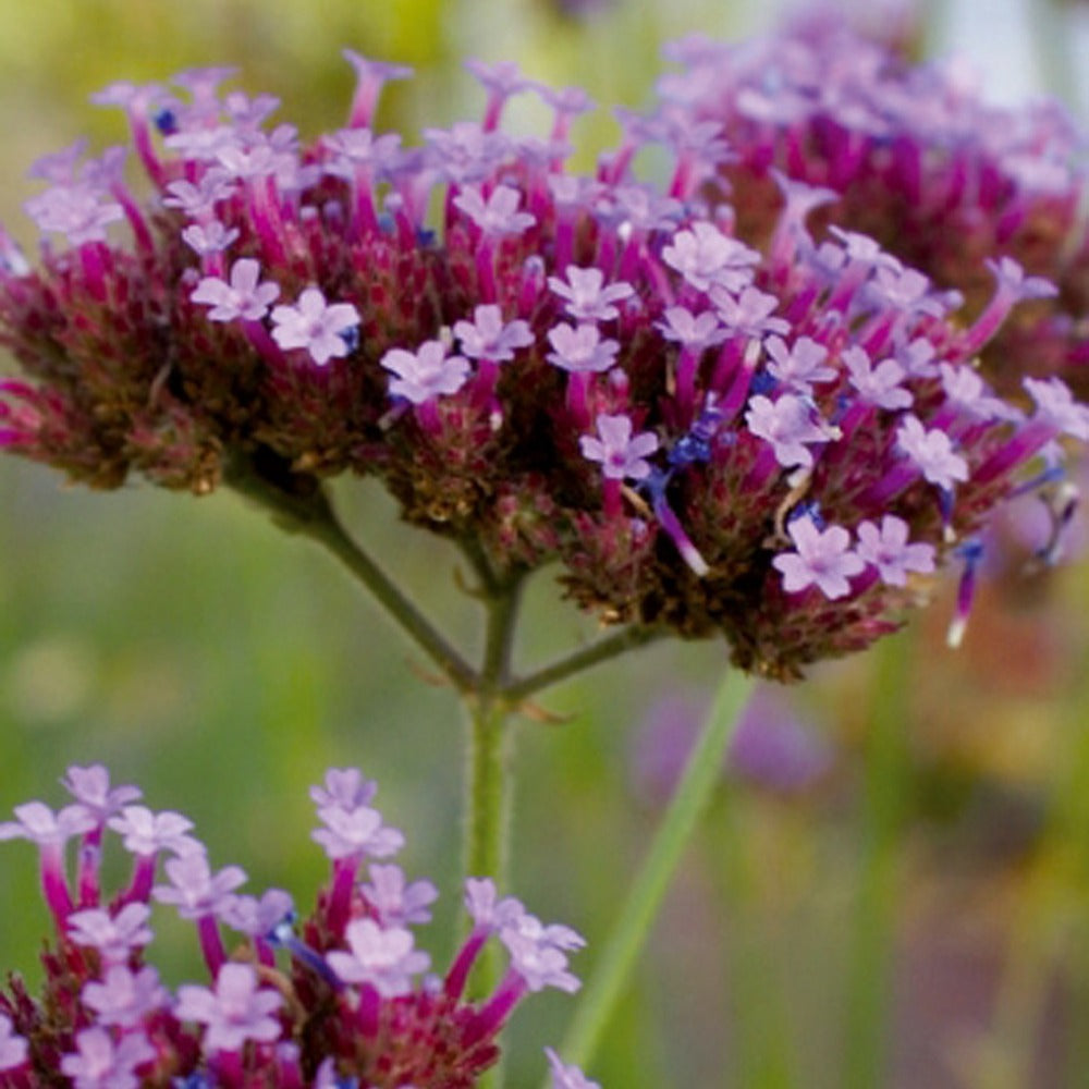 Verkoop Buenos Aires IJzerhard - Verbena bonariensis