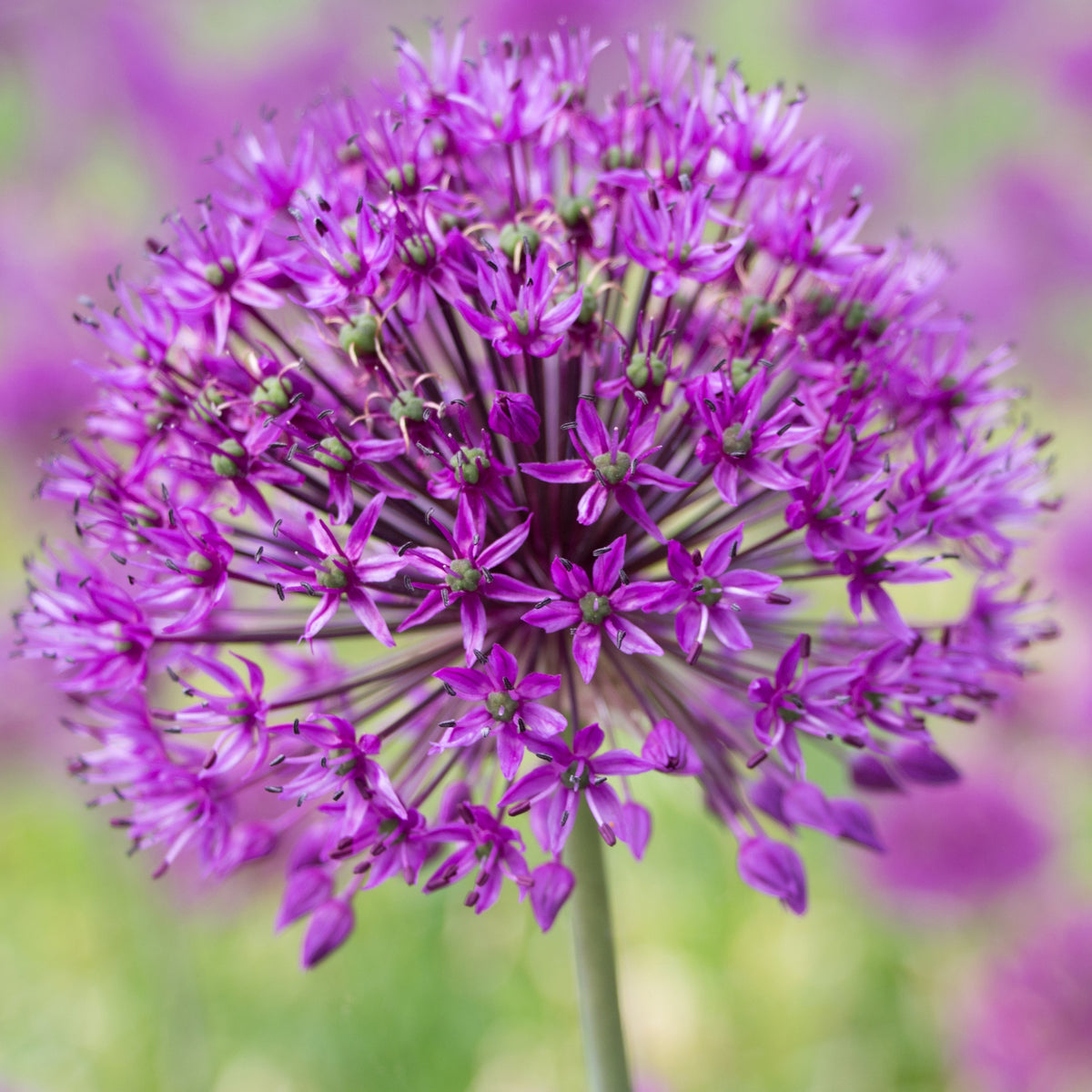 Sierui 'Purple Sensation' (x10) - Allium aflatunense purple sensation