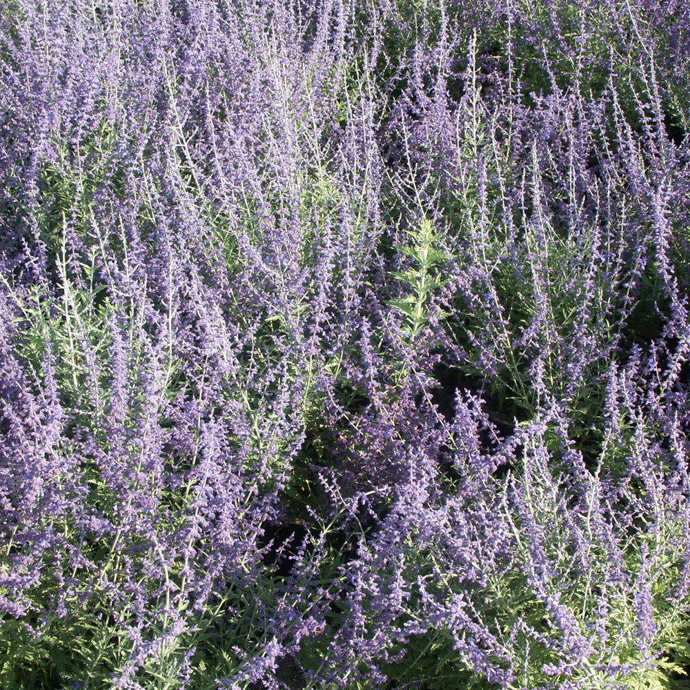 Russische salie 'Blue Spire' - Perovskia atriplicifolia blue spire
