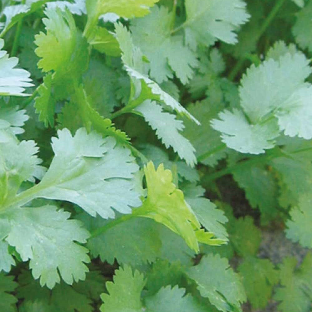 Koriander - Willemse