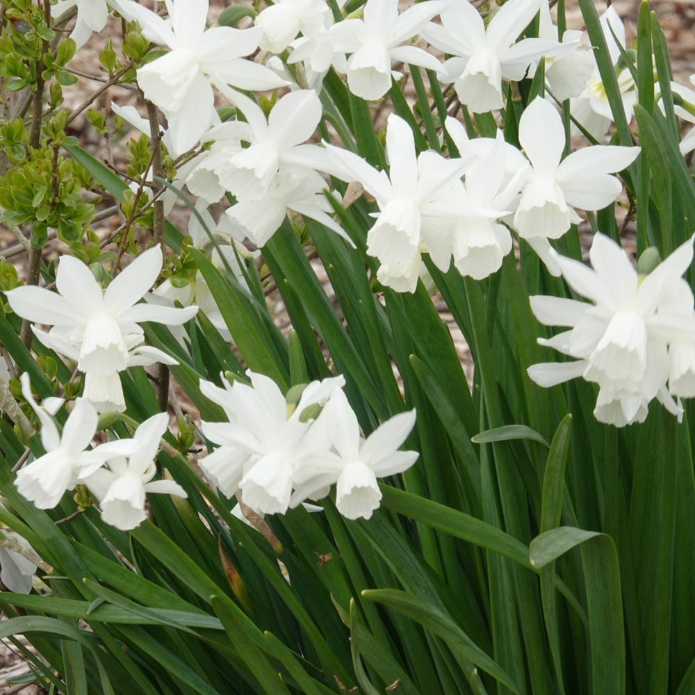 Narcis 'Thalia' (x5) - Narcissus 'thalia'