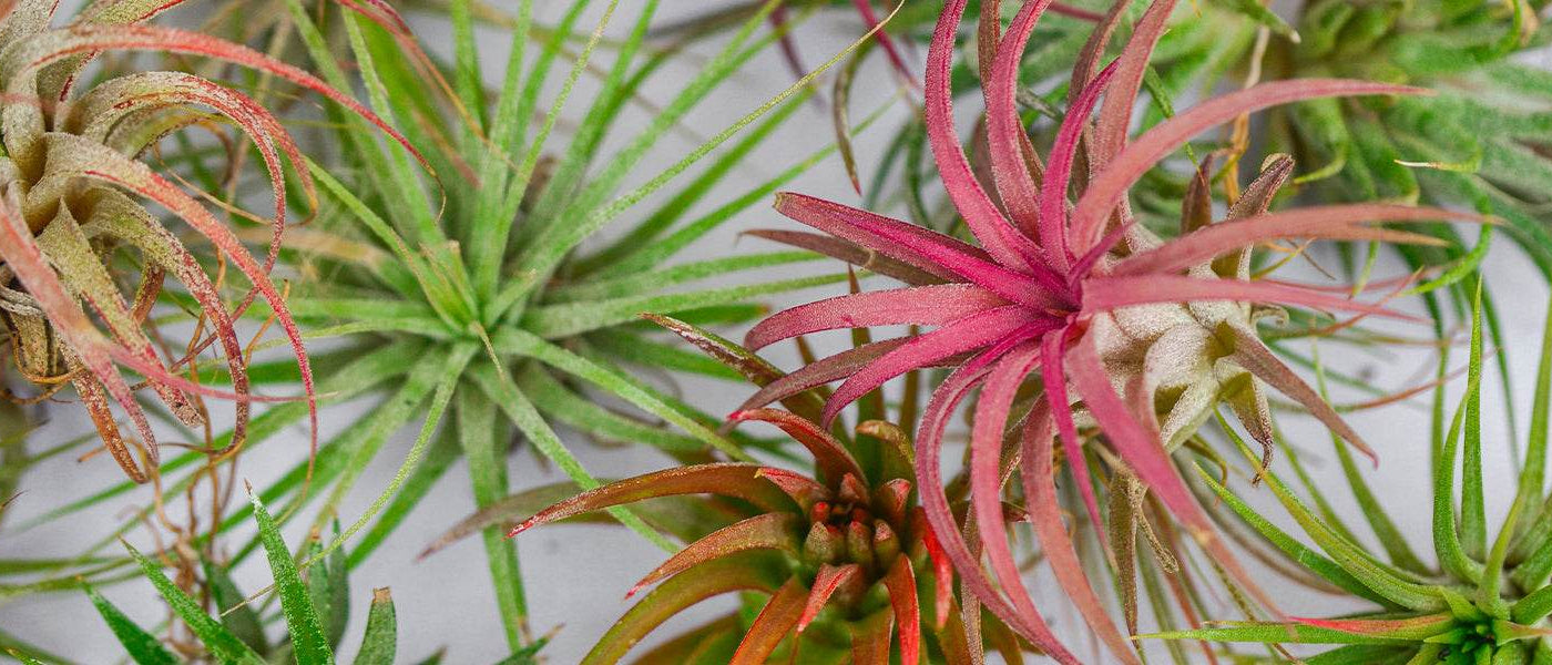 Tillandsia