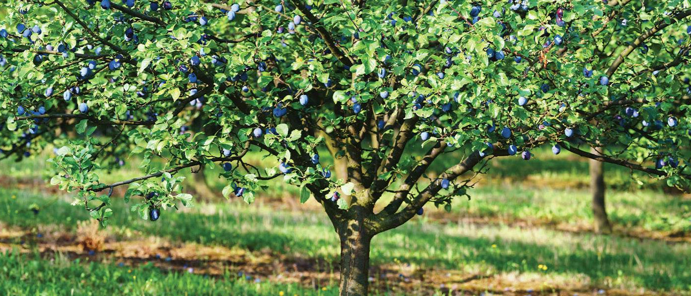 Pruimenboom